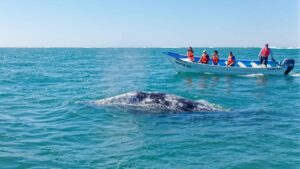 Baja California -The Big Three Whale Watching Holiday
