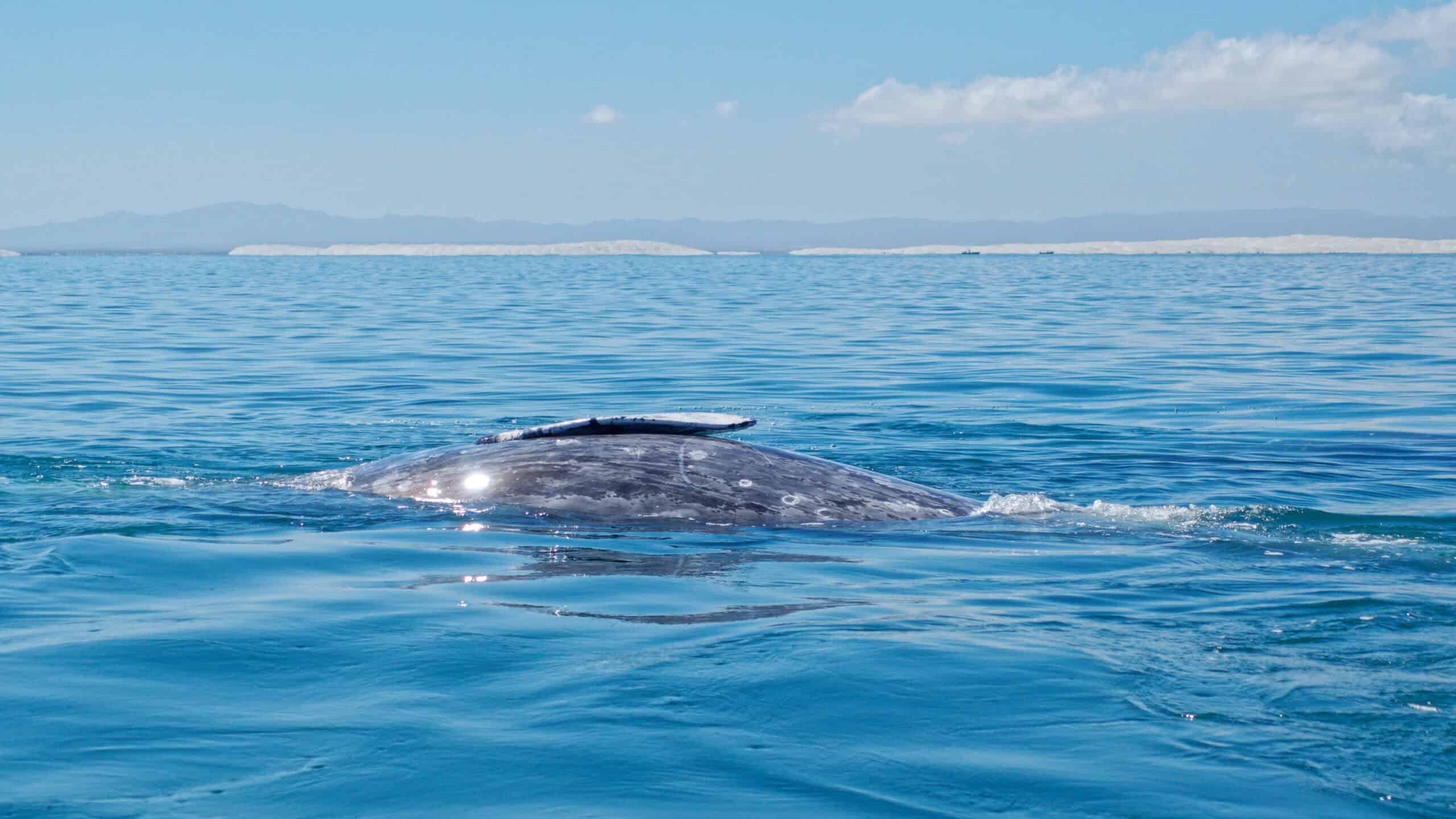 How do Gray Whales Sleep?