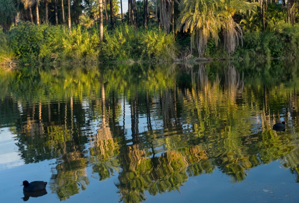 San Ignacio Oasis in Baja California
