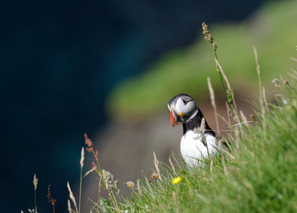Faroe Islands Mykines puffin