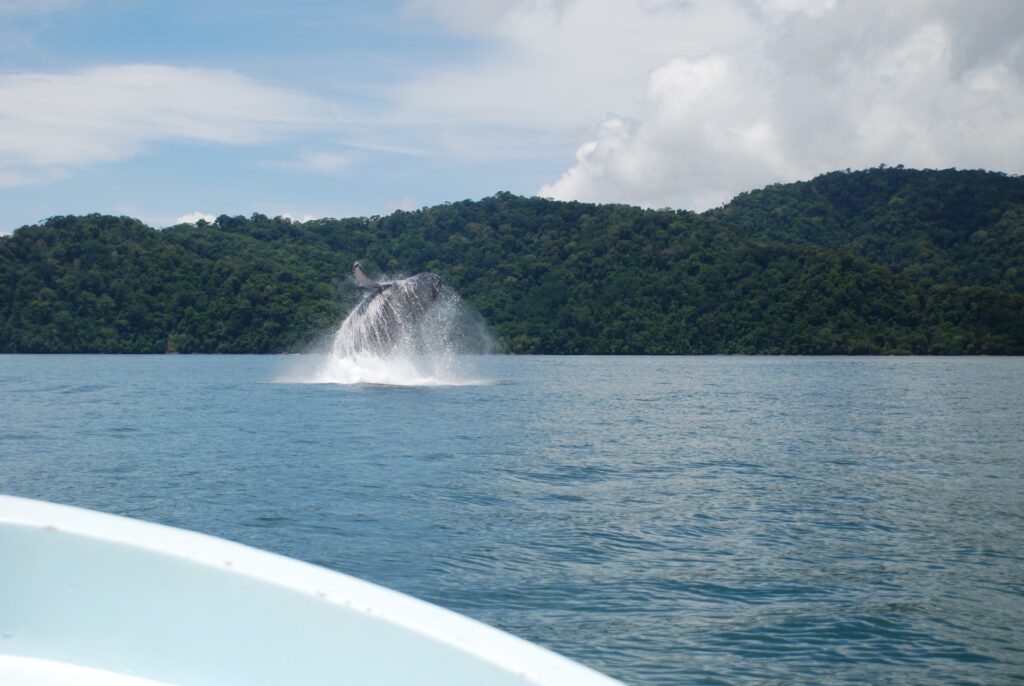 Southern Humpback Whale - Costa Rica - Susanne's image