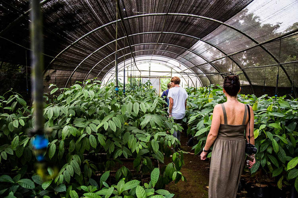 Sao Tome and Principe - Cacao Plantations - Experiences
