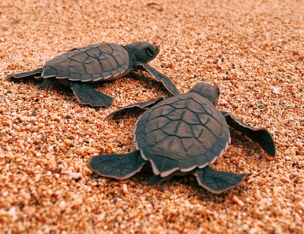 Olive Ridley Turtles - Experiences - Sao Tome and Principe