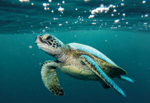 Where to see nesting turtles in Costa Rica