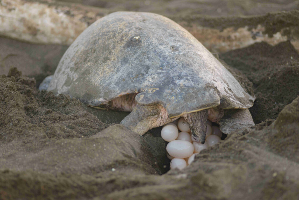 Nesting Turtles Costa Rica