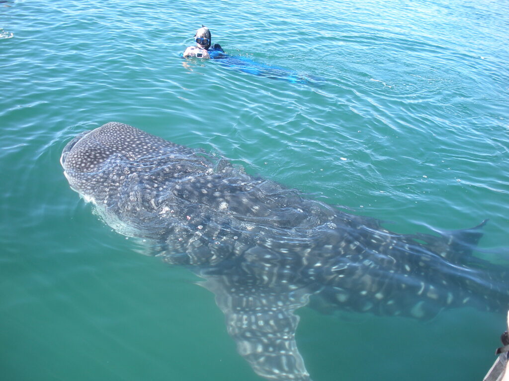 Whale Shark - Baja California