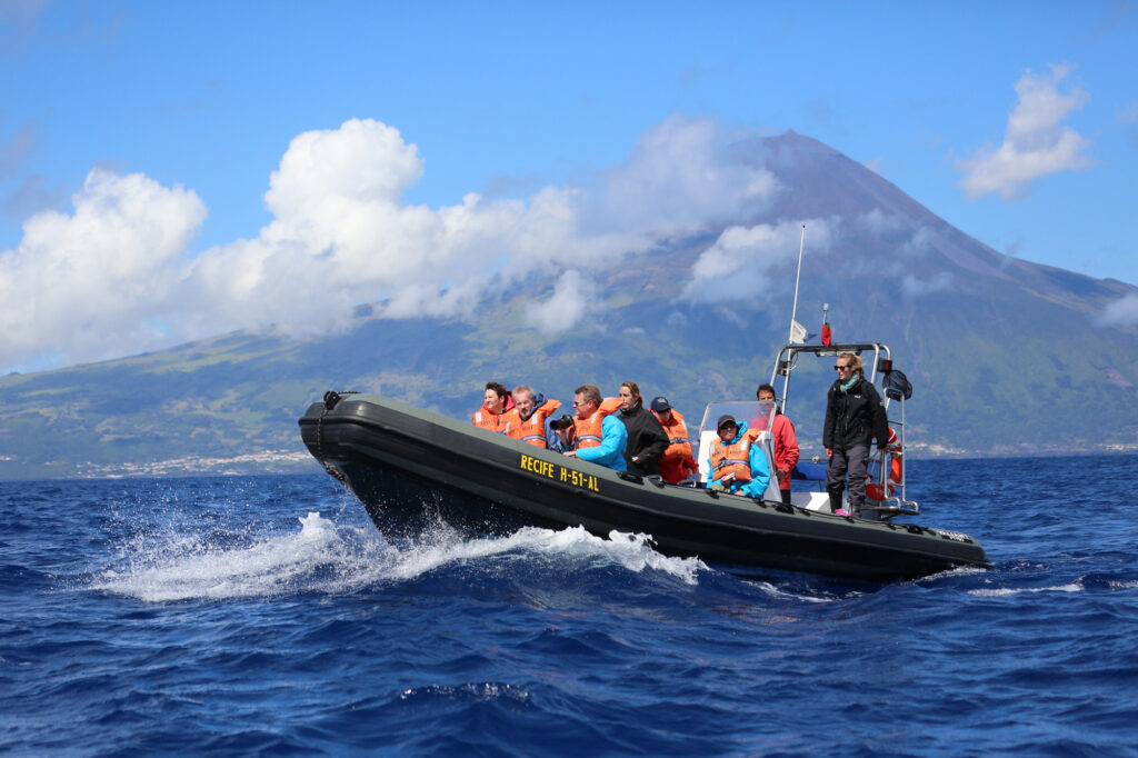 Whale watching in the Azores